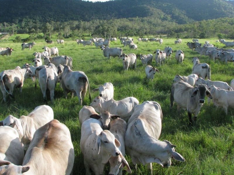 Sarina QLD 4737