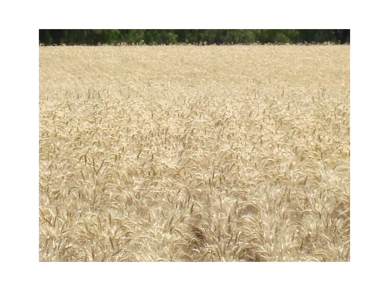 Lot 16 Capricorn Highway, Comet QLD 4702