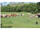 Mirani QLD 4754