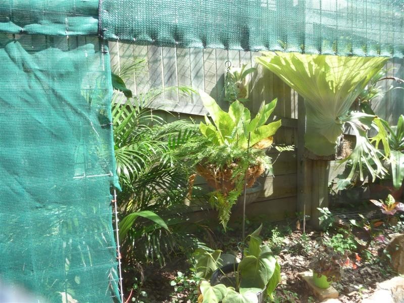 8 Matisse Place, Mackenzie QLD 4156