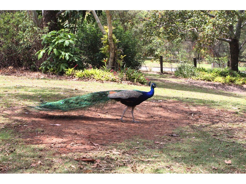 509 Mt Petrie Road, Mackenzie QLD 4156