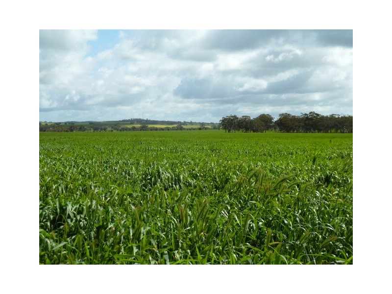 ‘Fairholme Farm’ 1424 Quairading-York Road, Quairading WA 6383