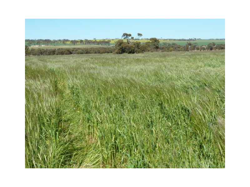 Billacabella Farm, Billacabella – Doodenaning Road, Quairading WA 6383