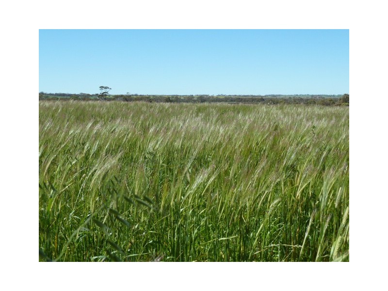 Billacabella Farm, Billacabella – Doodenaning Road, Quairading WA 6383