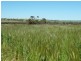 Billacabella Farm, Billacabella – Doodenaning Road, Quairading WA 6383