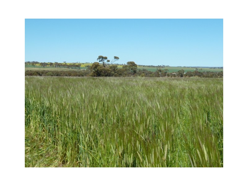 Billacabella Farm, Billacabella – Doodenaning Road, Quairading WA 6383