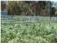 BIllacabella Homestead, Billacabella-Doodenaning Road, Quairading WA 6383