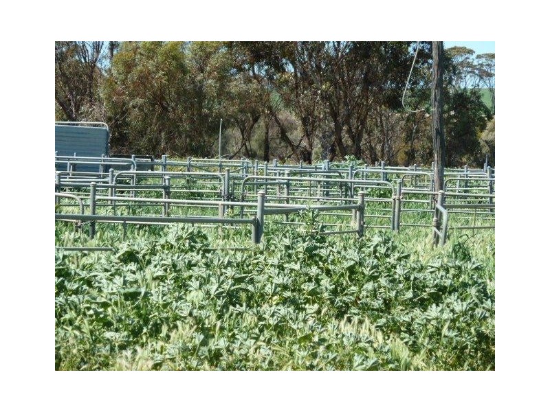 BIllacabella Homestead, Billacabella-Doodenaning Road, Quairading WA 6383
