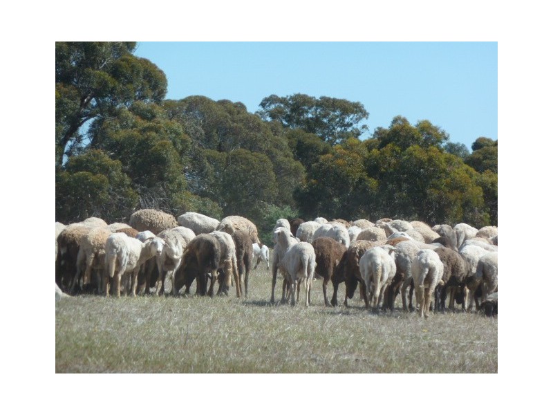 . Maitland Road, Beverley WA 6304