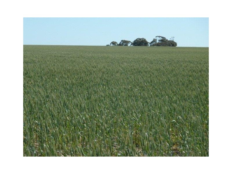 Lot 18724 Doodenanning Mawson Road, Quairading WA 6383