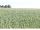 Lot 18724 Doodenanning Mawson Road, Quairading WA 6383