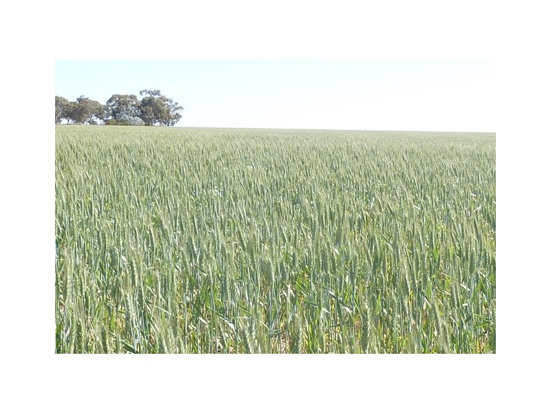 Lot 18724 Doodenanning Mawson Road, Quairading WA 6383