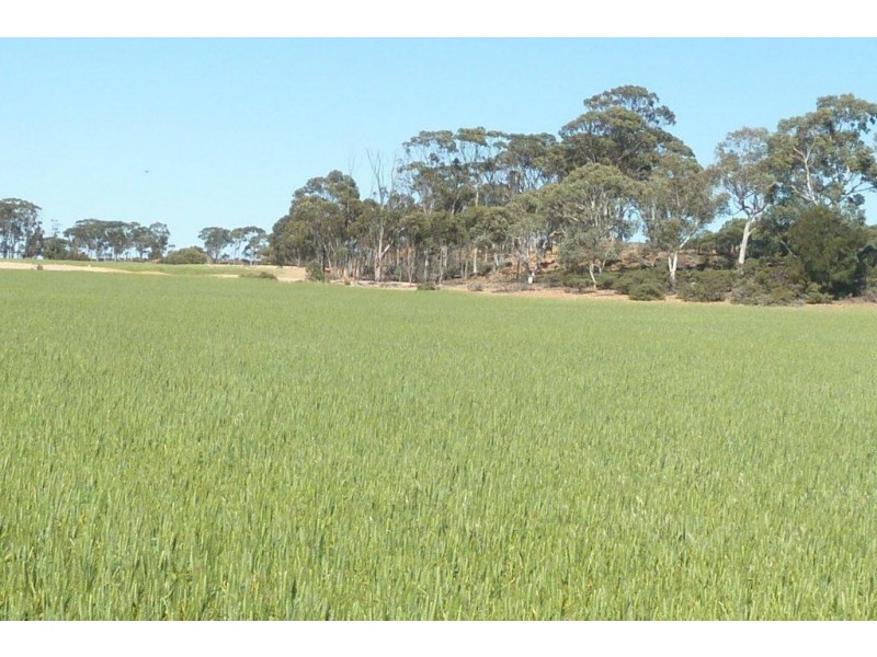 Lot 18724 Doodenanning Mawson Road, Quairading WA 6383