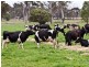 Tatura VIC 3616