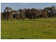 Tatura VIC 3616