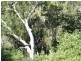 1555 RIverway Drive, Kelso QLD 4815