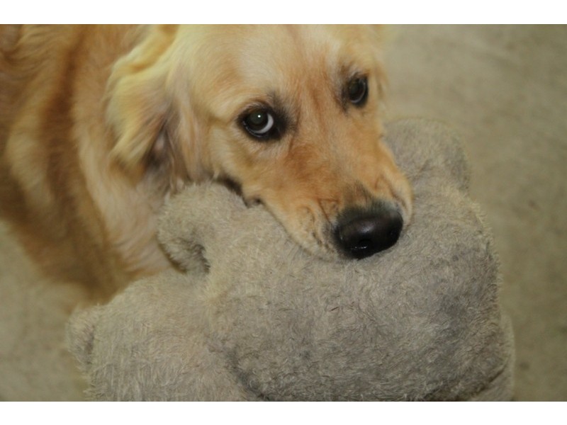 129 Yolanda Drive, Annandale QLD 4814