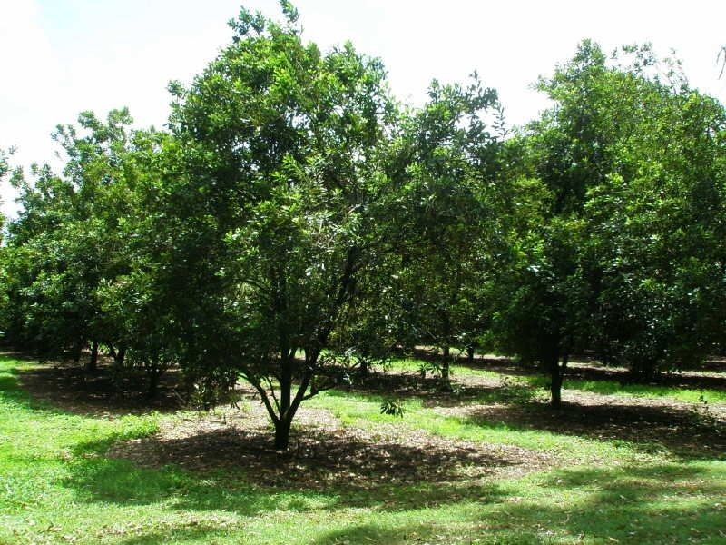 100 Station Street, Pomona QLD 4568