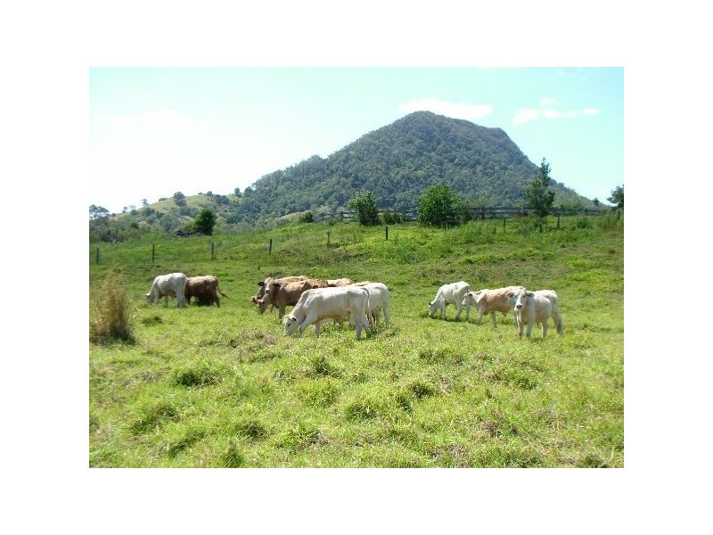 Eumundi QLD 4562