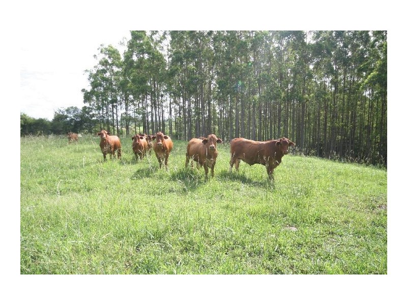 164 Arthys Road, Cooran QLD 4569