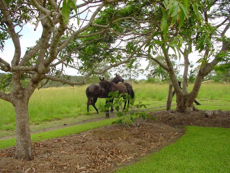 Cootharaba QLD 4565
