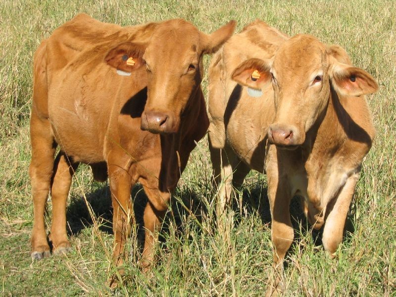 95 Evans Road, Cooroy QLD 4563