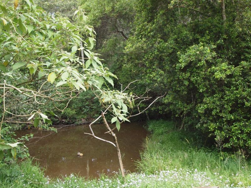 56 Driers Road, Cooran QLD 4569