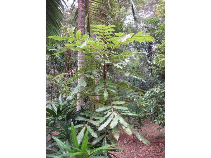 77 King Parrot Lane, Cooroy QLD 4563