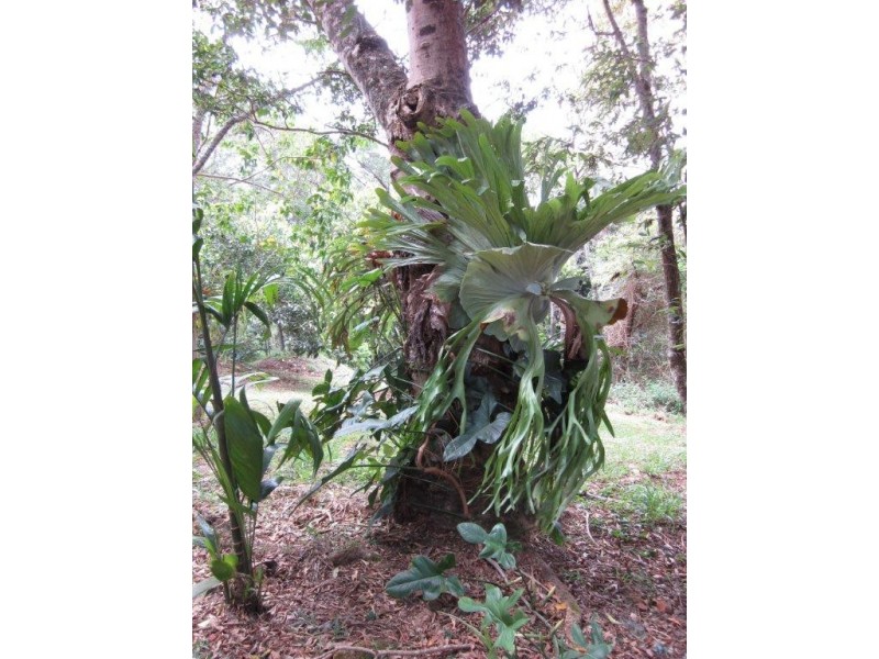 77 King Parrot Lane, Cooroy QLD 4563