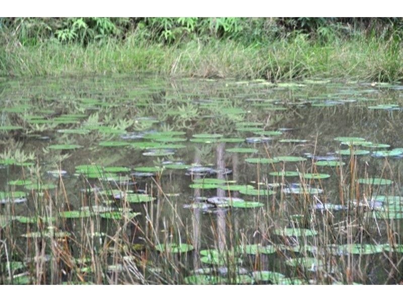 4 Hidden Valley  Road, North Arm QLD 4561