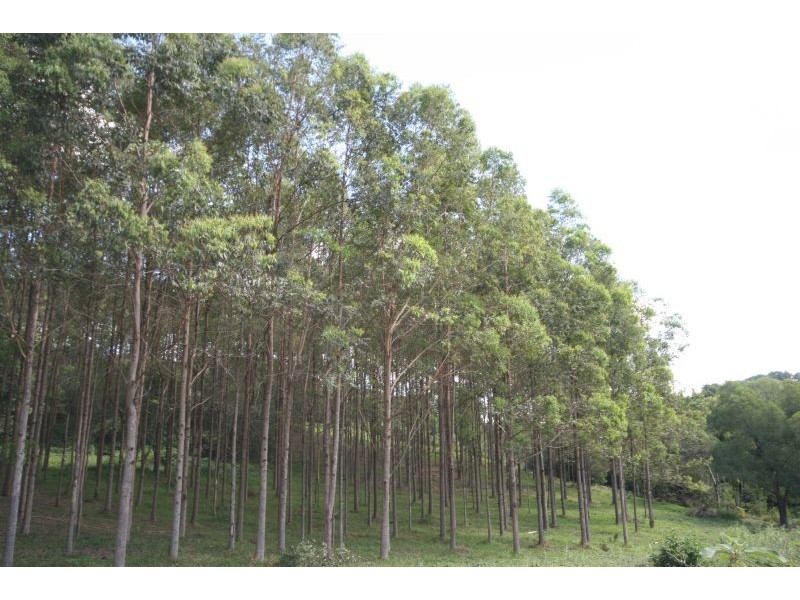 219 Ferrells Road, Cooroy QLD 4563