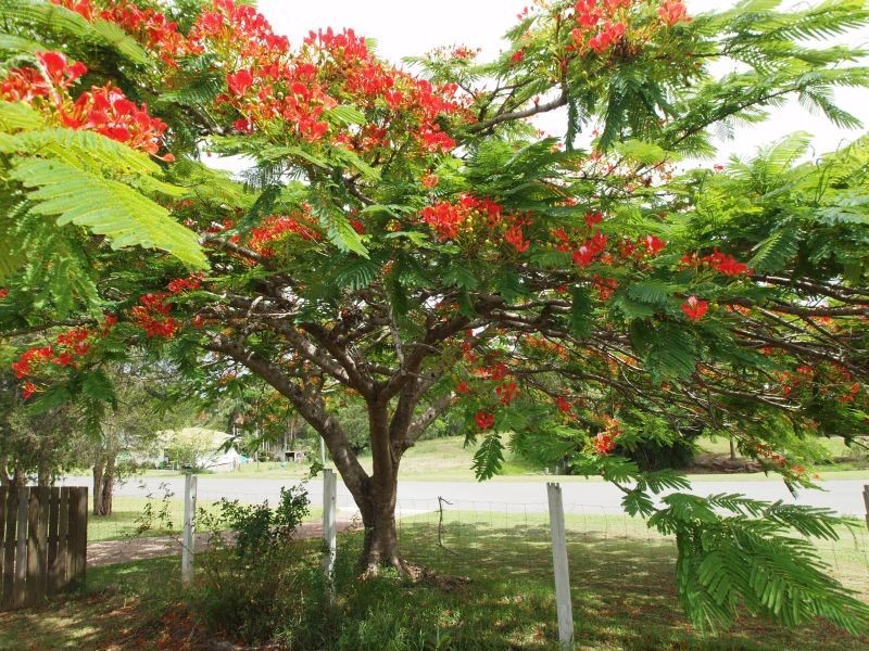 6 Red Street, Pomona QLD 4568