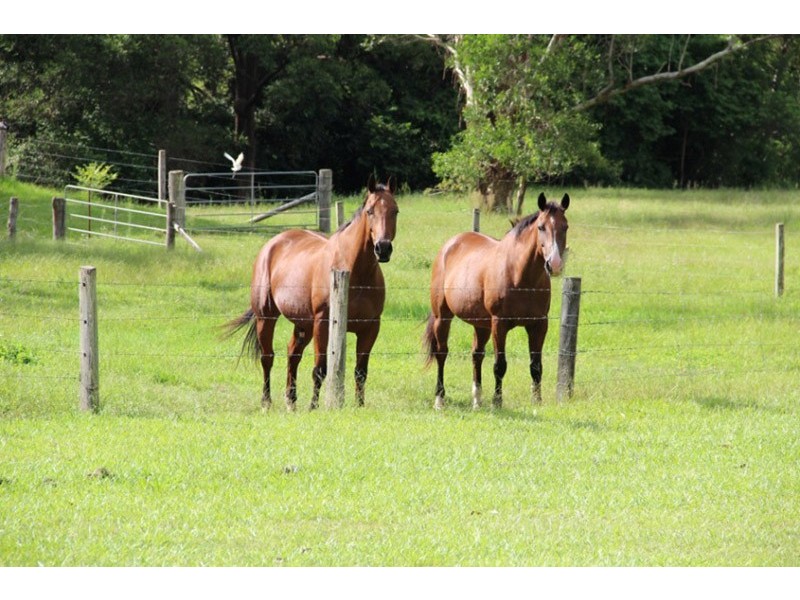 1493 Cooroy Belli Creek Road, Cooroy QLD 4563