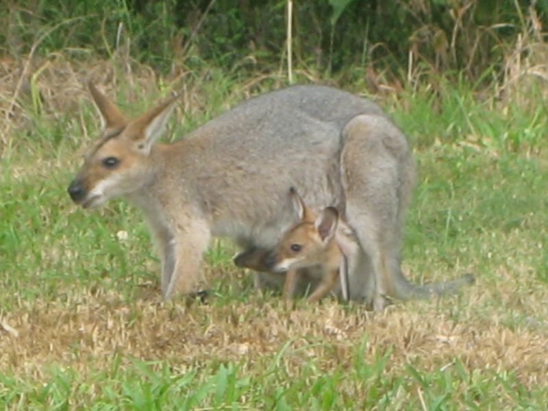 815 Kenilworth Skyring Creek Road, Cooroy QLD 4563