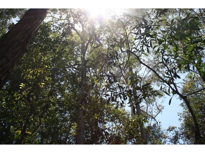 24 Koala Crescent, Cooroy QLD 4563