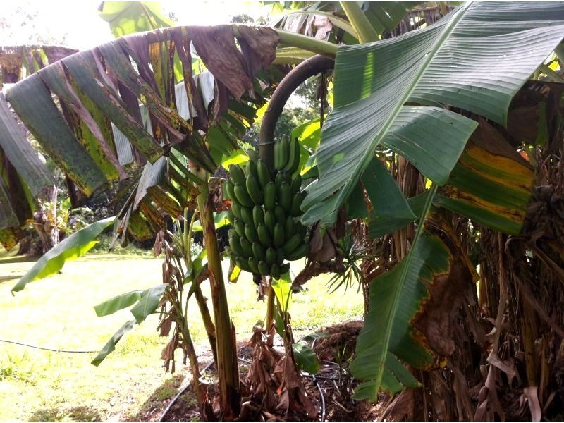 93 Fleetwood Road, Eumundi QLD 4562