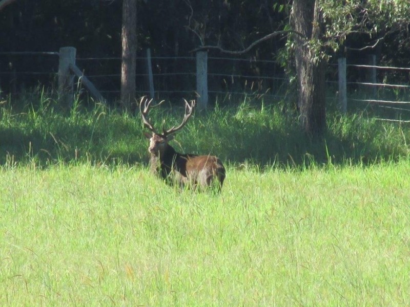 9 Echidna Lane, Cooroy QLD 4563