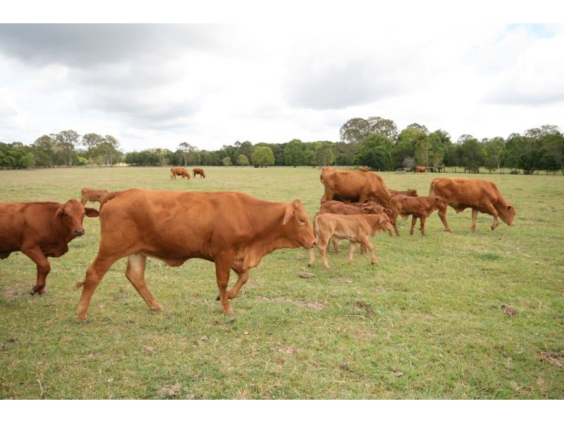 803 Cooroy Noosa Road, Cooroy QLD 4563