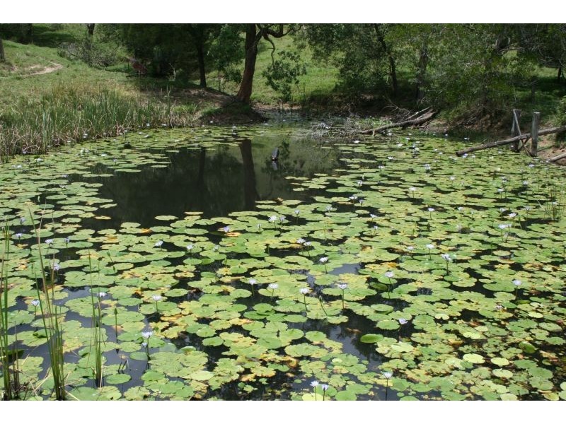 431 Top Forestry Road, Cooroy QLD 4563