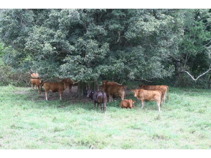 431 Top Forestry Road, Cooroy QLD 4563