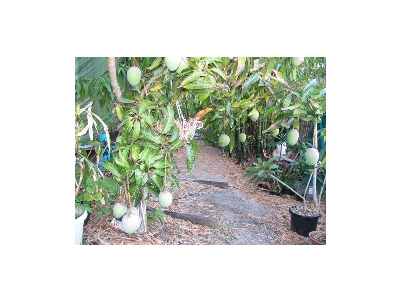 63 Nandroya Road, Cooroy QLD 4563