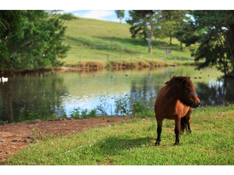 55 Happy Jack Creek Road, Ridgewood QLD 4563