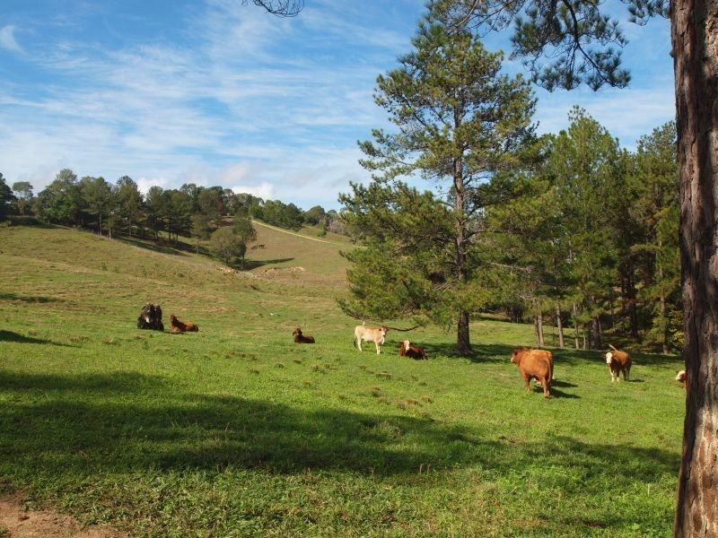 45 Happy Jack Creek Road, Ridgewood QLD 4563