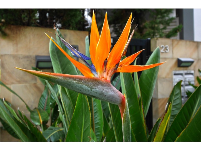 4/23 Birriga Road, Bellevue Hill NSW 2023