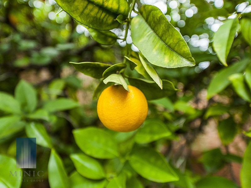 118 Phoenix Road, Hamilton Hill WA 6163