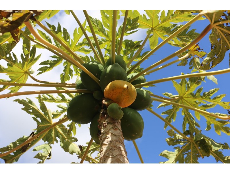 17 Verdon Place, Riverton WA 6148