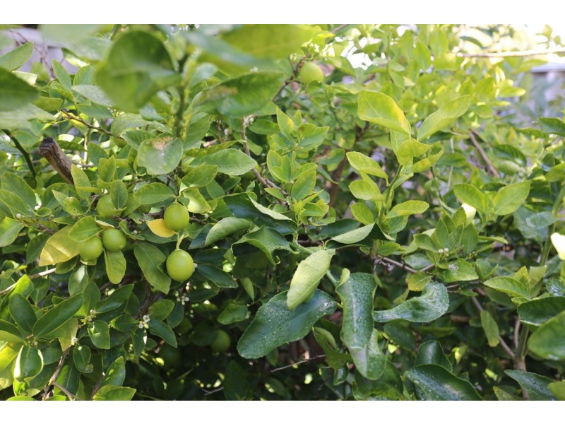 17 Verdon Place, Riverton WA 6148