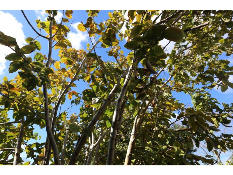 17 Verdon Place, Riverton WA 6148