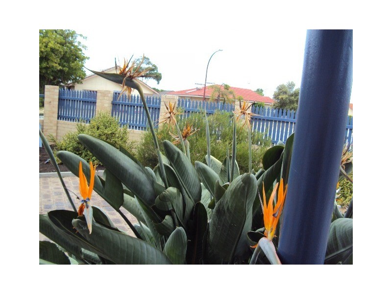 1 Westlake Street, Wilson WA 6107