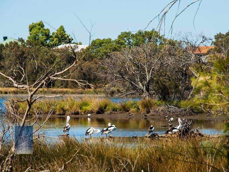 17A Vervain Way, Riverton WA 6148